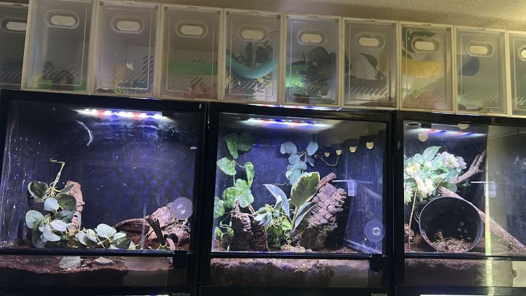 3x 45x45 glass reptile enclosures 