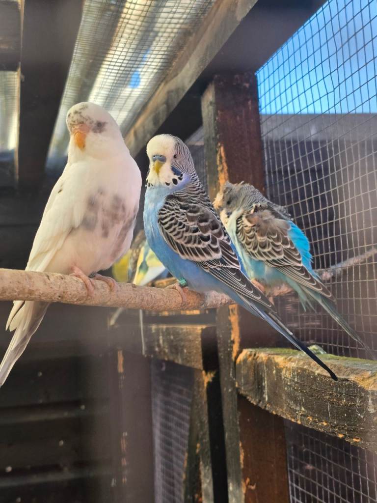 Budgies 