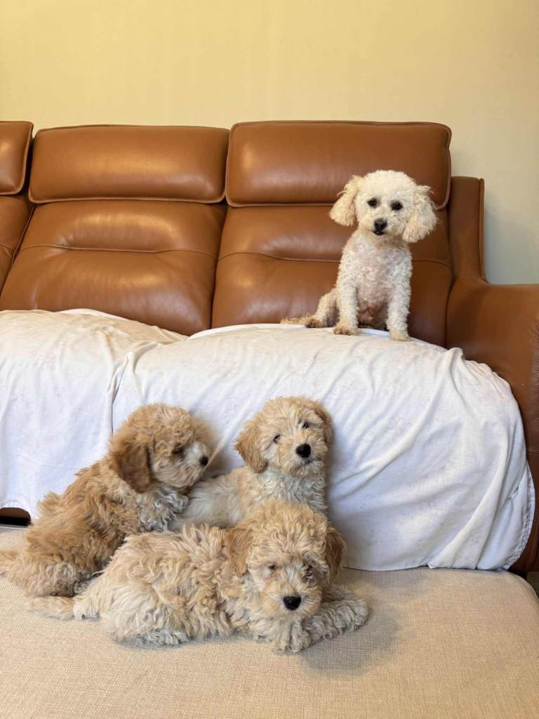 Poodle puppies available 