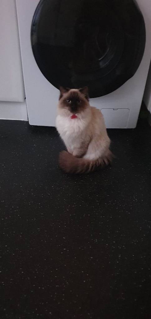 Ragdoll boy 1 years old 