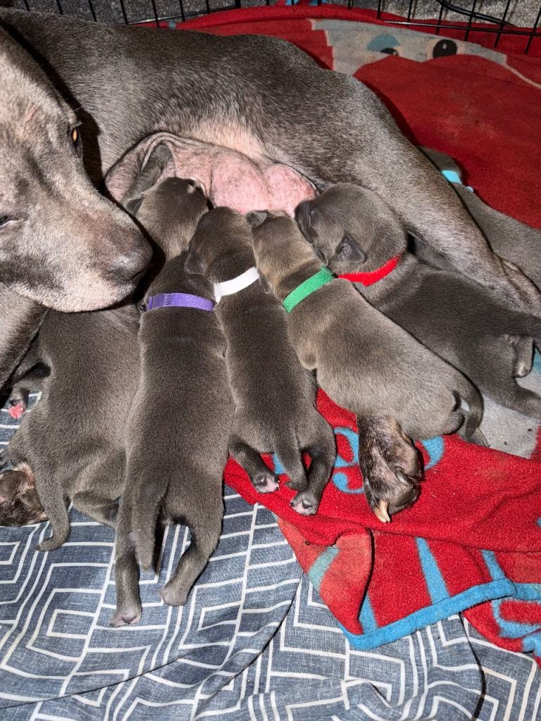 blue staffy pups