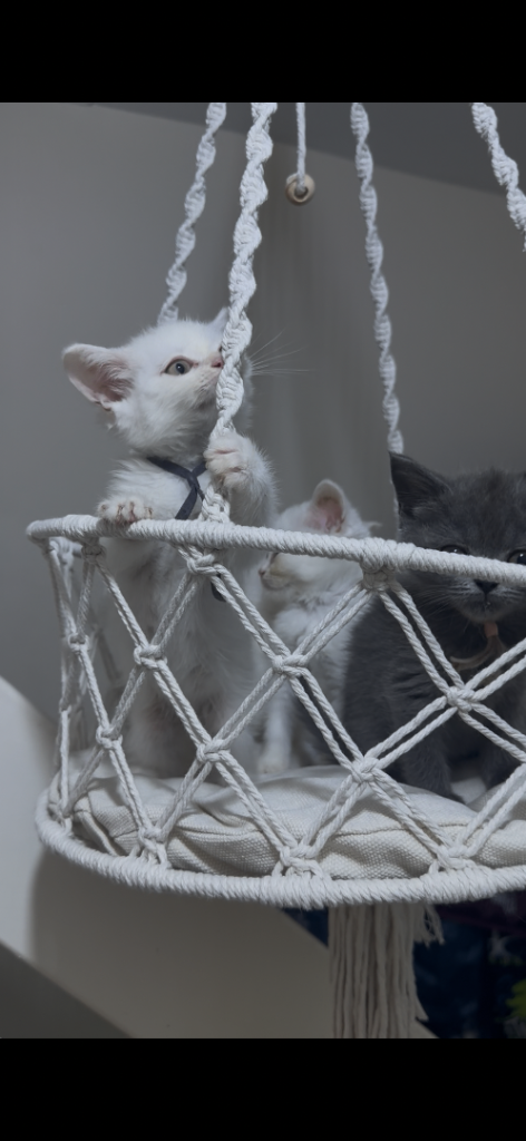 Kittens 