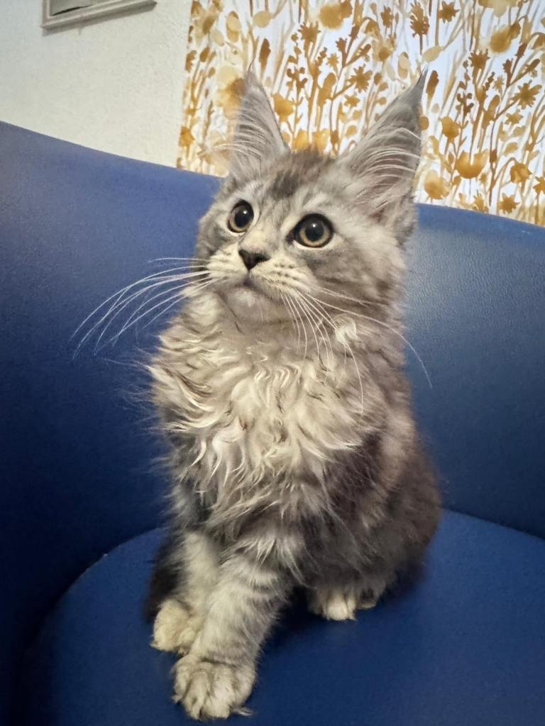 Maine Coon Kittens – TICA Registered, DNA Tested Parents