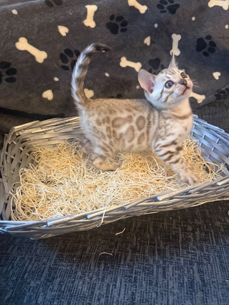 Cute male Bengal Kittens sale today 