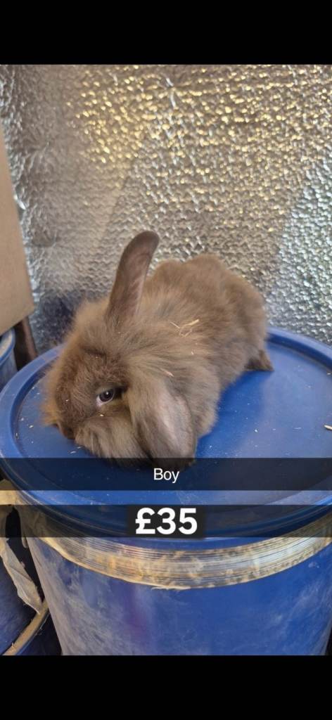Baby Lionhead Rabbits 8 week old, handled daily 