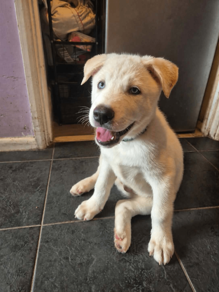 American Akita x Siberian husky