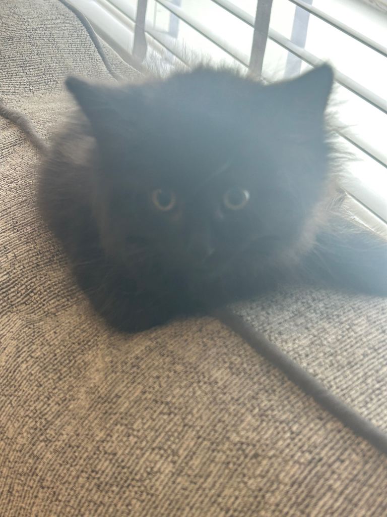 Kittens for sale 