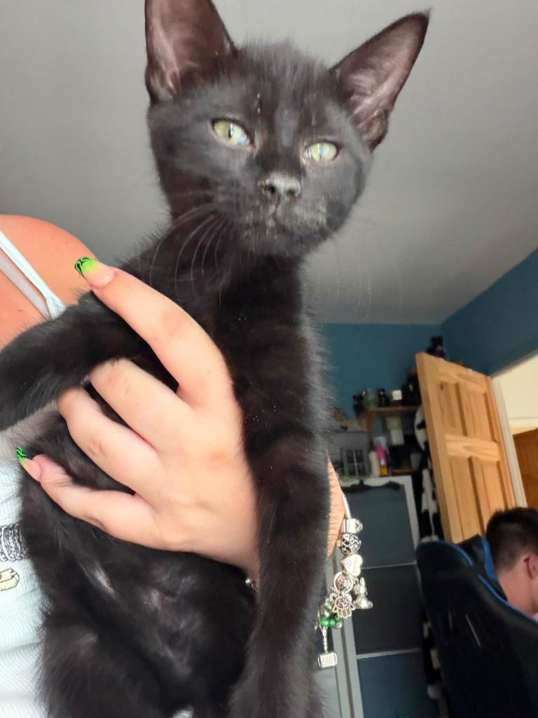 Kittens looking for loving homes 
