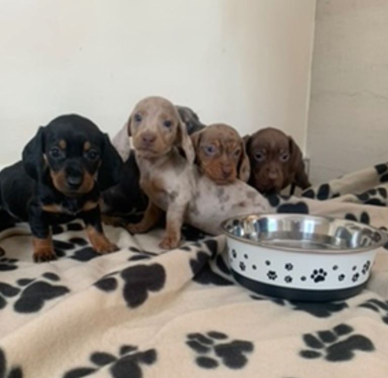 Miniature dachshund pups 