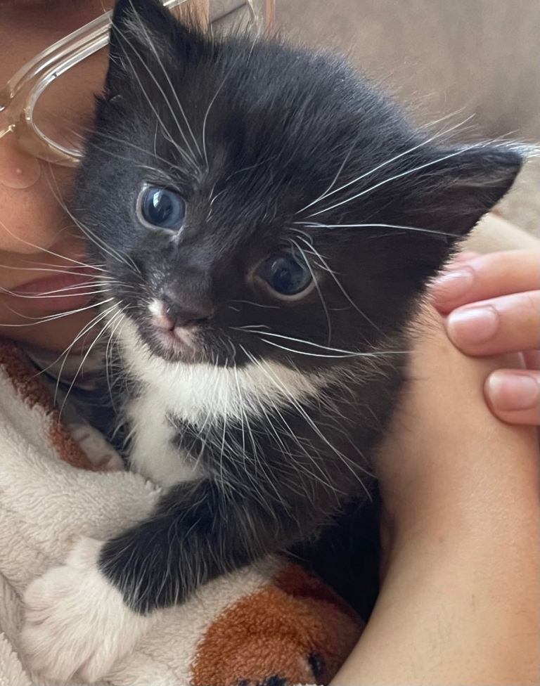 1 Bombay mixed breed kitten