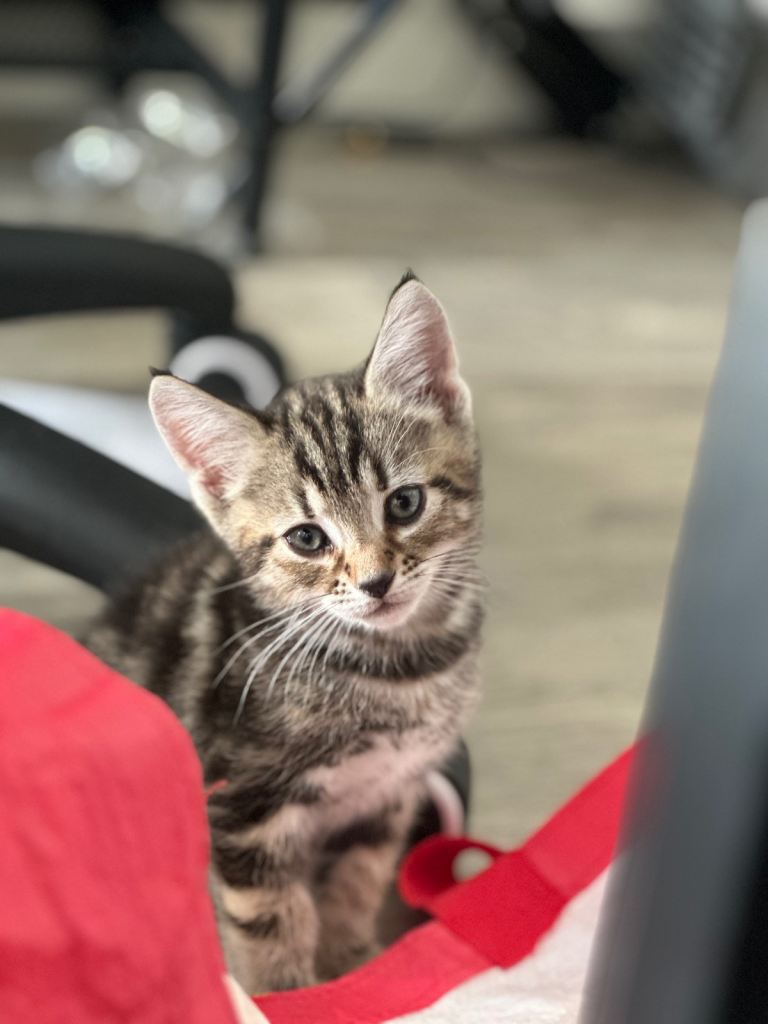 Half Siamese half bengal boy 