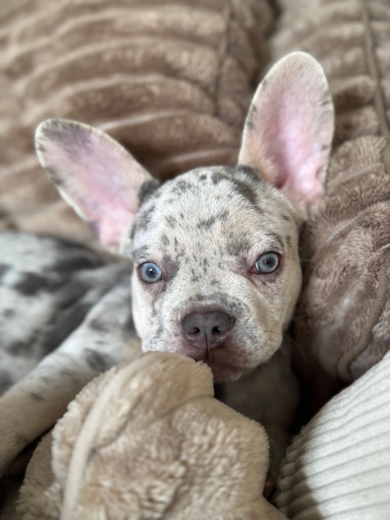 Merle French Bulldog Puppy 
