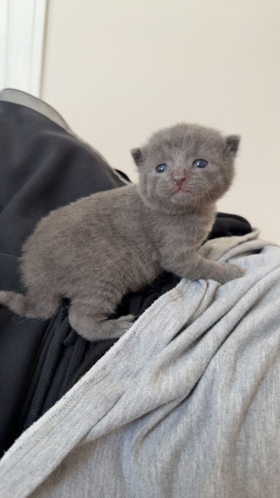 Beautiful MALE grey kitten