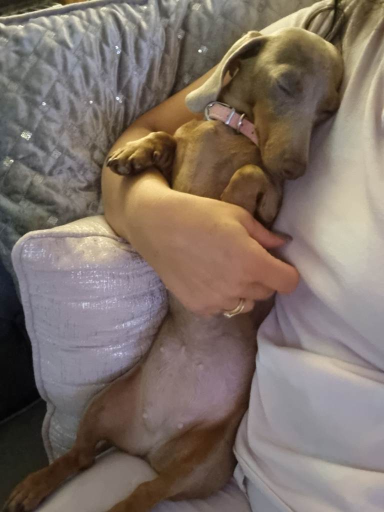 Very small miniature isabella dachshund girl 5yr