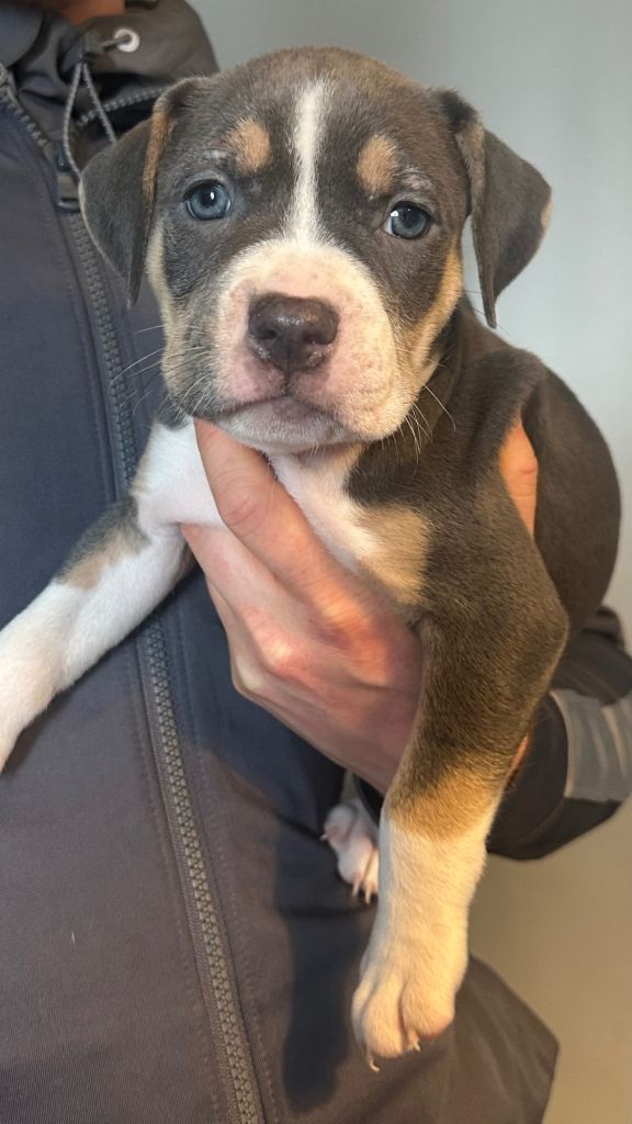 🐶 Adorable Female Staffy Cross Puppies Looking for Loving Homes 🐾