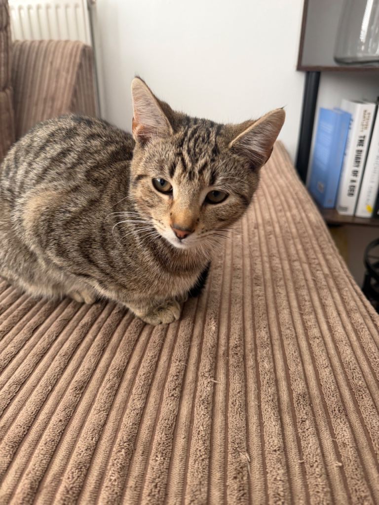 Adorable kitten looking for new home