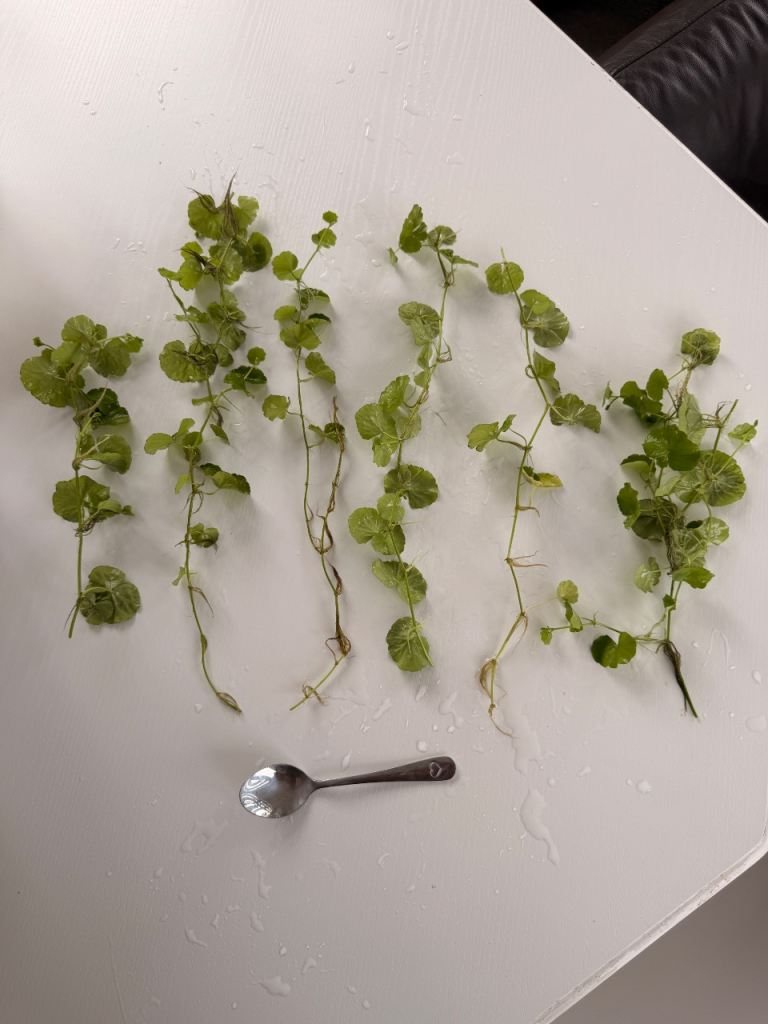Aquarium Plants for Sale - Hydrocotyle Tripartita  
