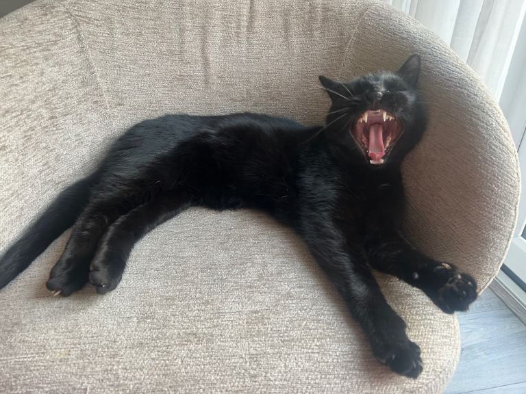 Gucci is looking for new home