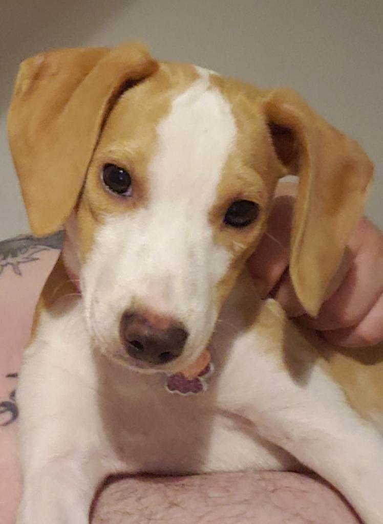 Jack Russell Cross Beagle