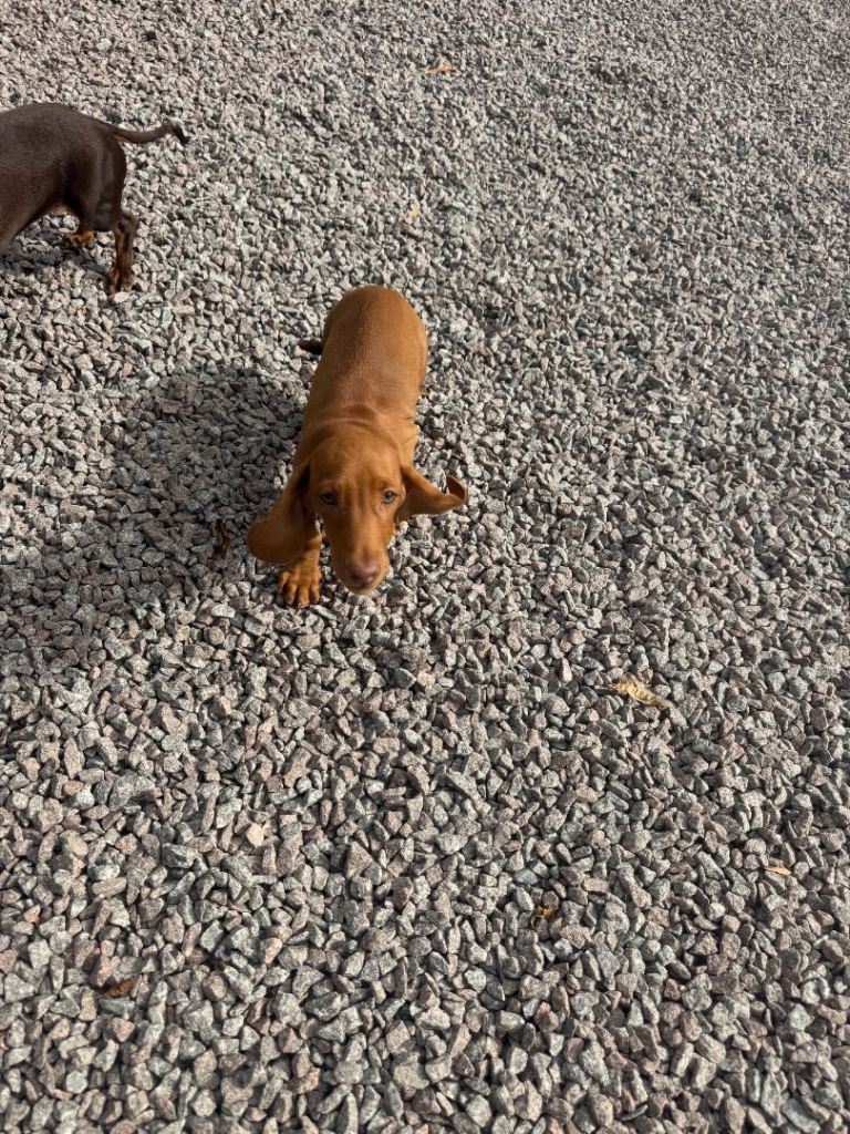 Miniature Dachshunds
