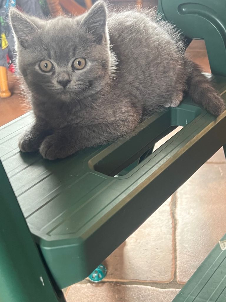Persian x British blue kitten