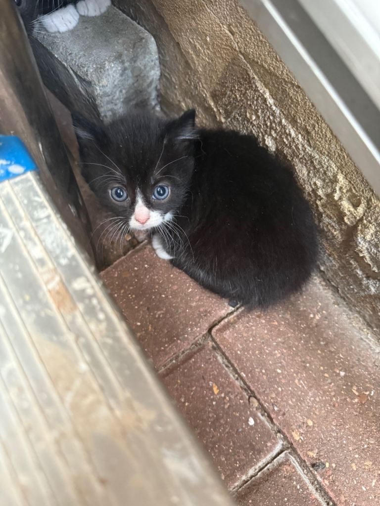 Kittens
