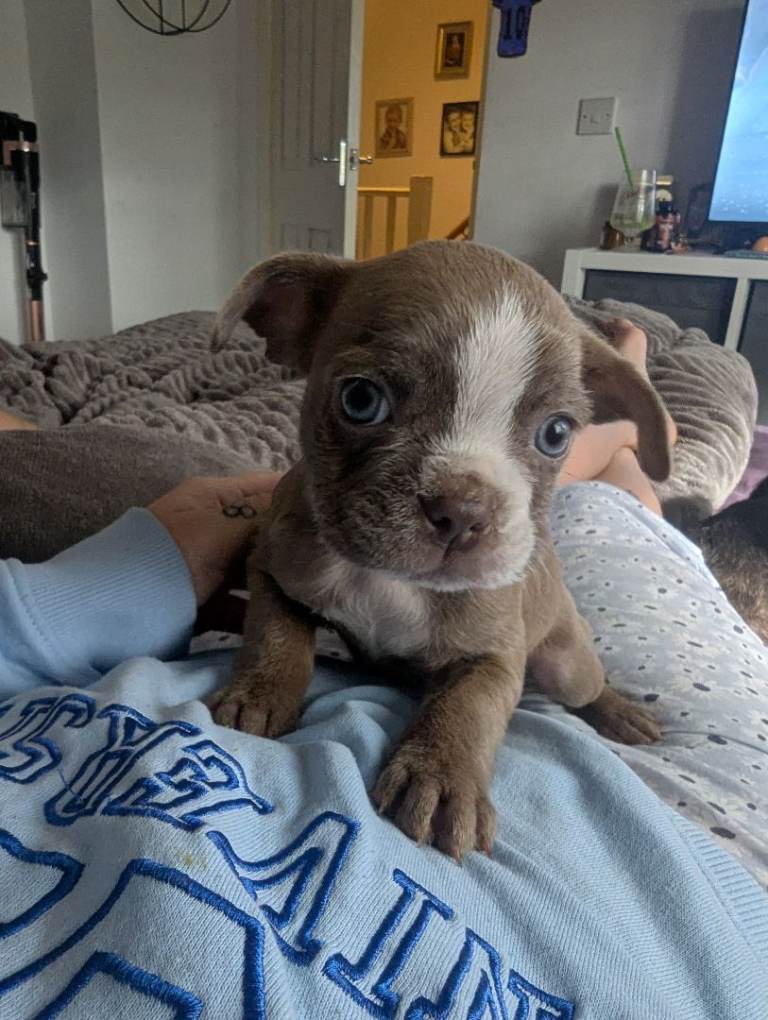 Beautiful Boston X Puppies * Ready now*