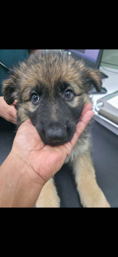 German Shepherd Puppies 