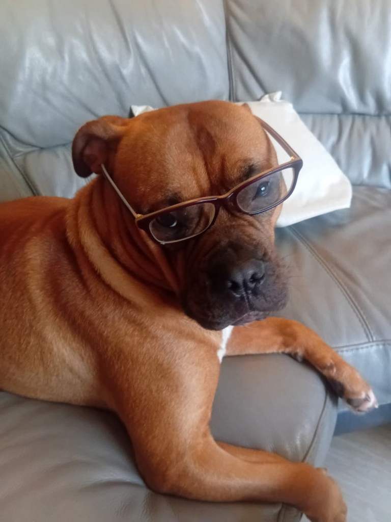 Bella mastiff/ boxter