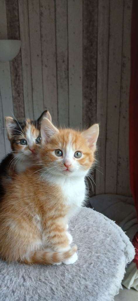 Male and female kittens