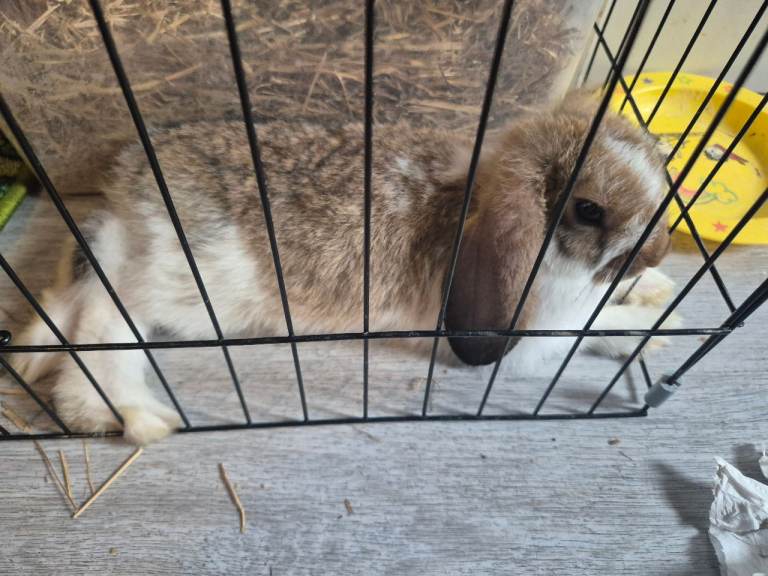 Baby bunnies