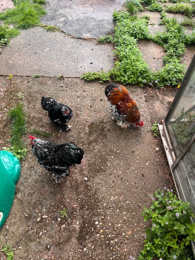 Chicken for Sale