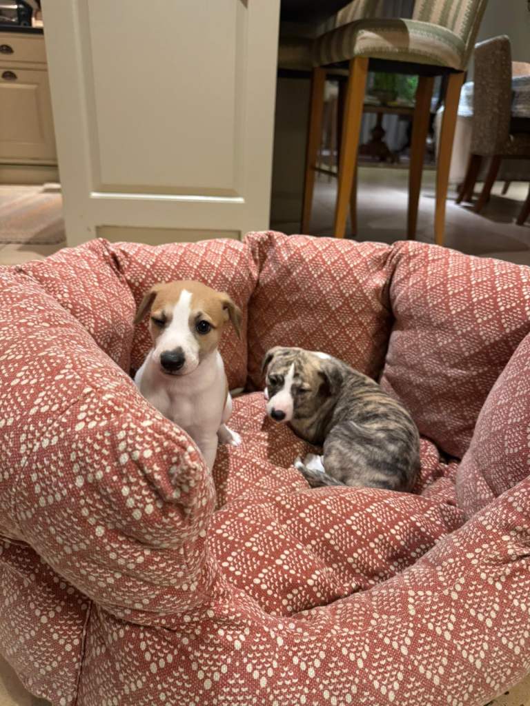 Whippet Puppies For Sale