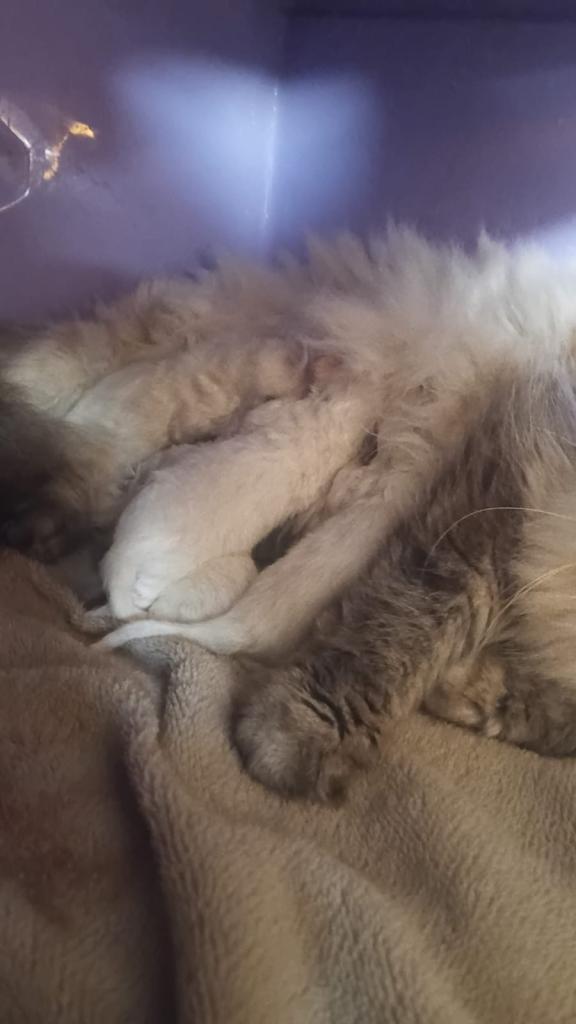 female bio coloured ragdoll kitten