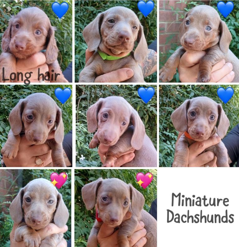 Miniature dachshunds health clear