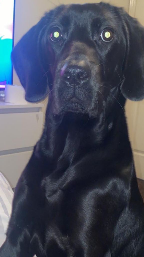Cane corso mix with cocker spaniel female