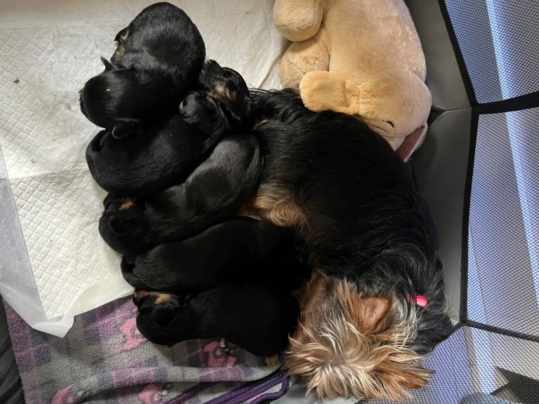 Yorkie x