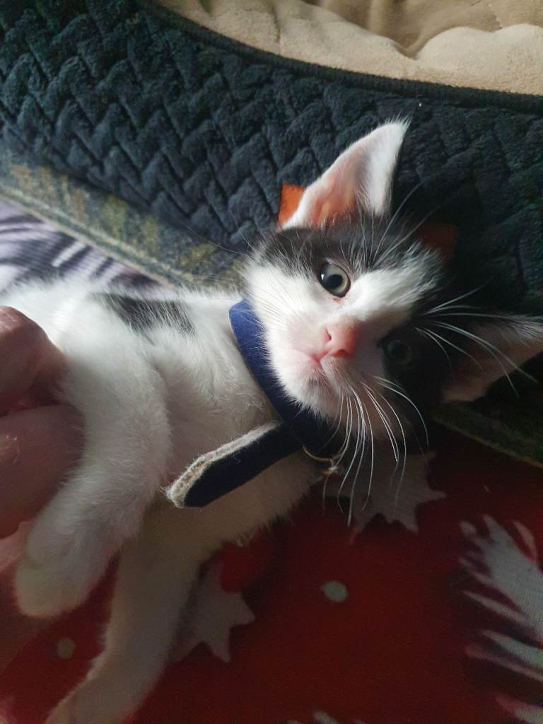 Kitten For Sale
