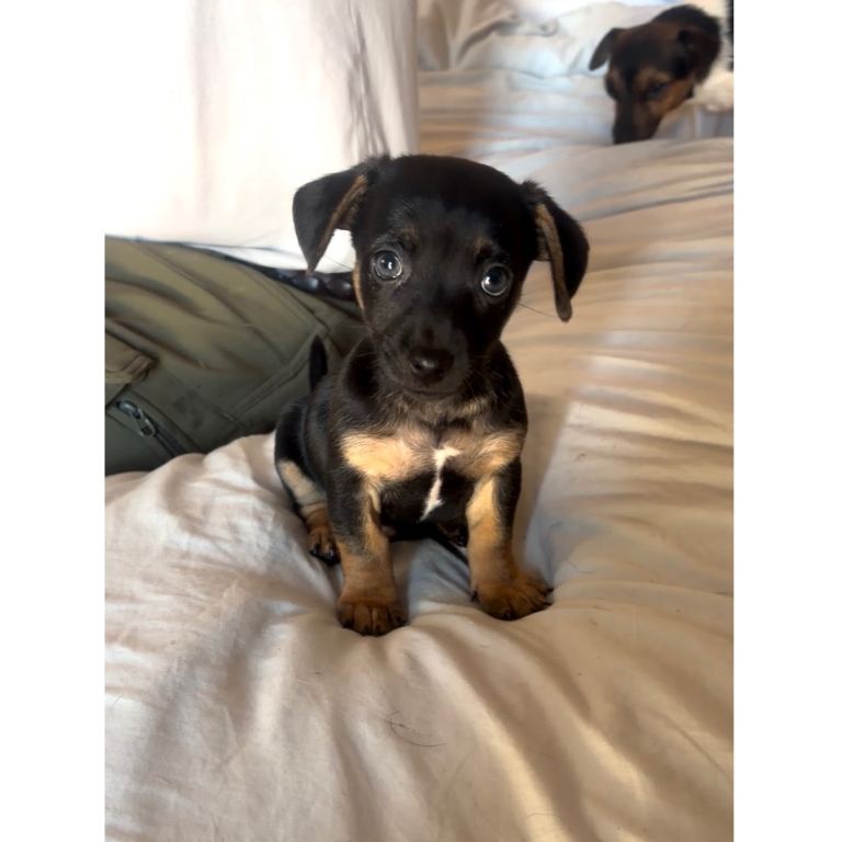 Miniature Jack Russell Puppy’s For Sale 
