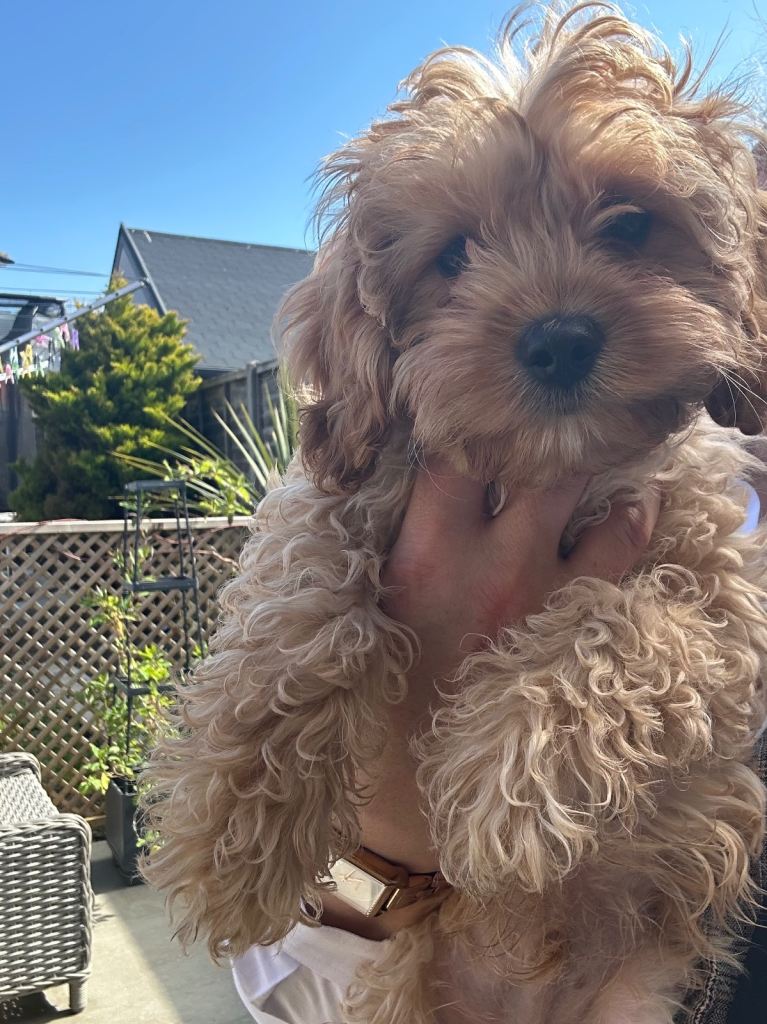 Cavapoo puppies 