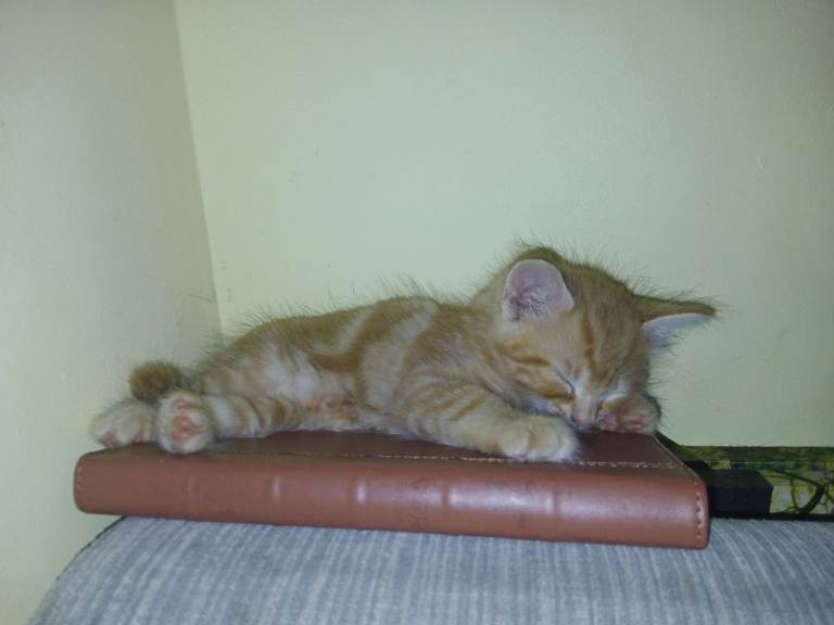Kittens for sale. 