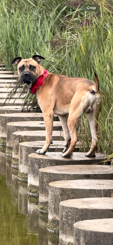 Cane corso 