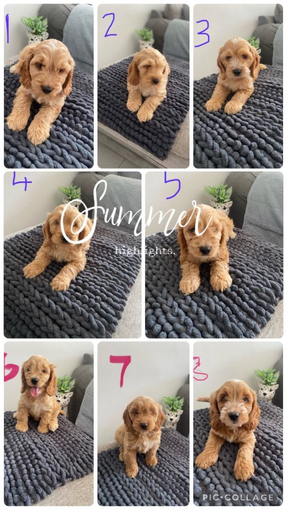 F1 Cockapoo puppies apricot roan