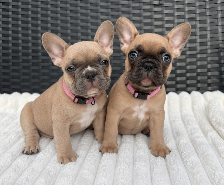 READY TO TAKE HOME TODAY! French Bulldog Girl Puppies! 💕