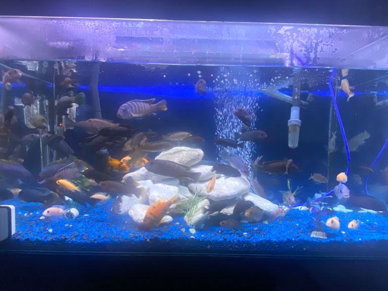 £5 each brown/black malawi fishes