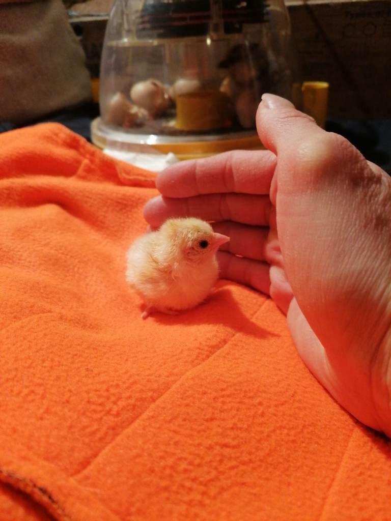 CHICK/CHICKEN