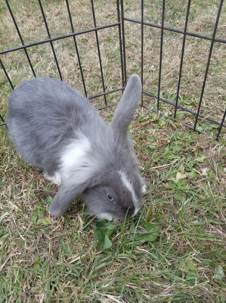 Baby bunnies