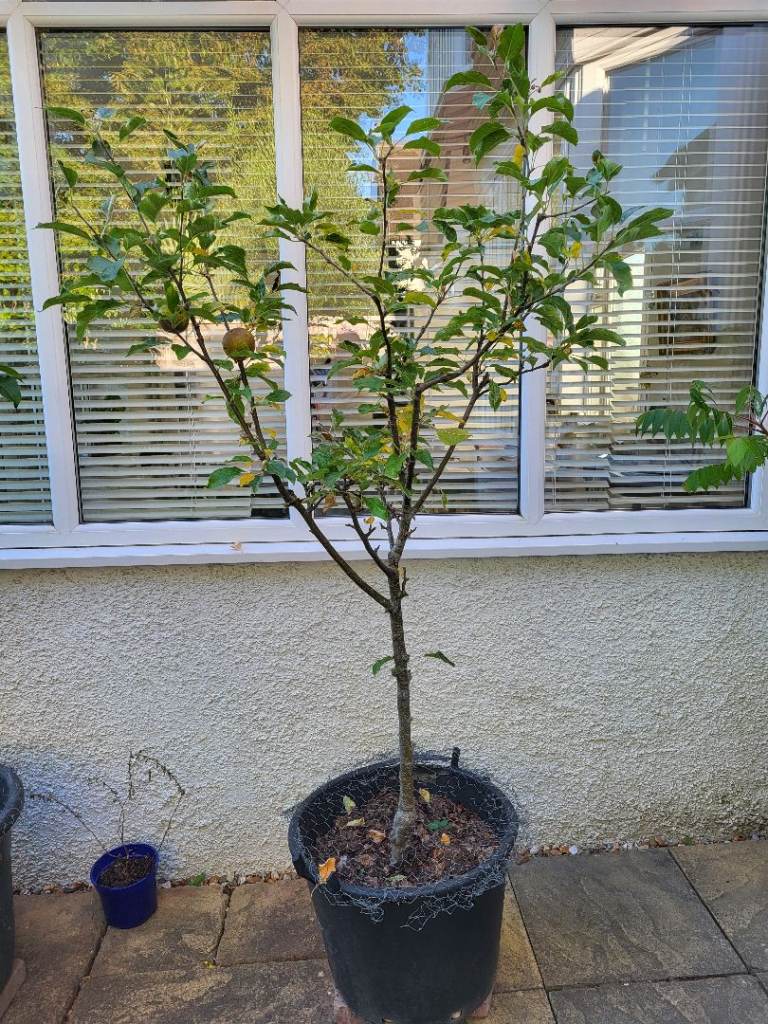 Russet Apple Tree, Egremont, in a pot – Producing Fruit