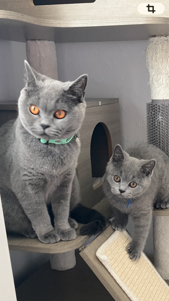Blue British Shorthair kittens