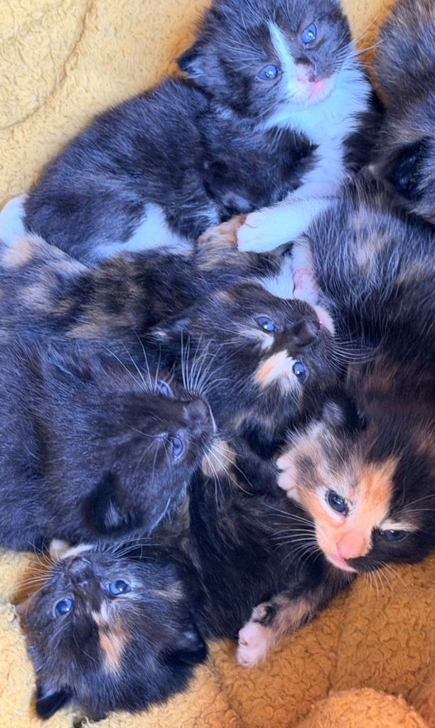 🐾 6 Beautiful Kittens Looking for Loving Homes 🐾